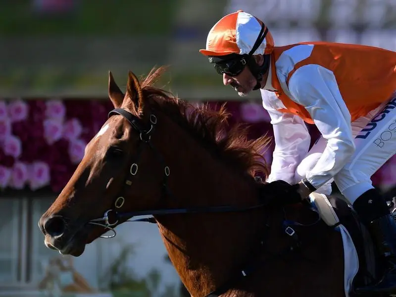 Melbourne Cup winner Vow and Declare will return to Brisbane in winter and defend the Tatt's Cup. vow and declare