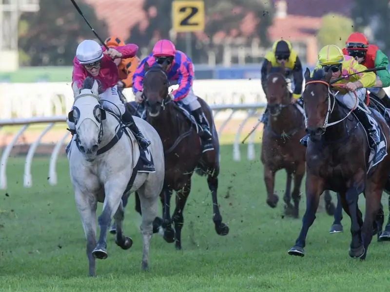 Albumin (grey) will attempt to claim a first stakes win in the Listed Christmas Stakes at Randwick. albumin