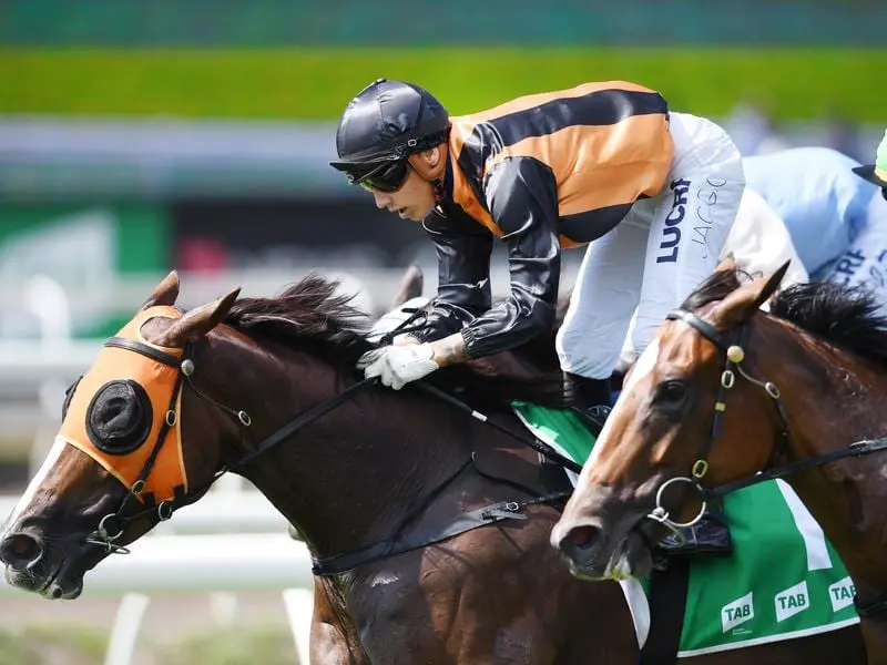 Benfica Princess returns to Eagle Farm after a win in country Queensland at Warwick. benfica princess