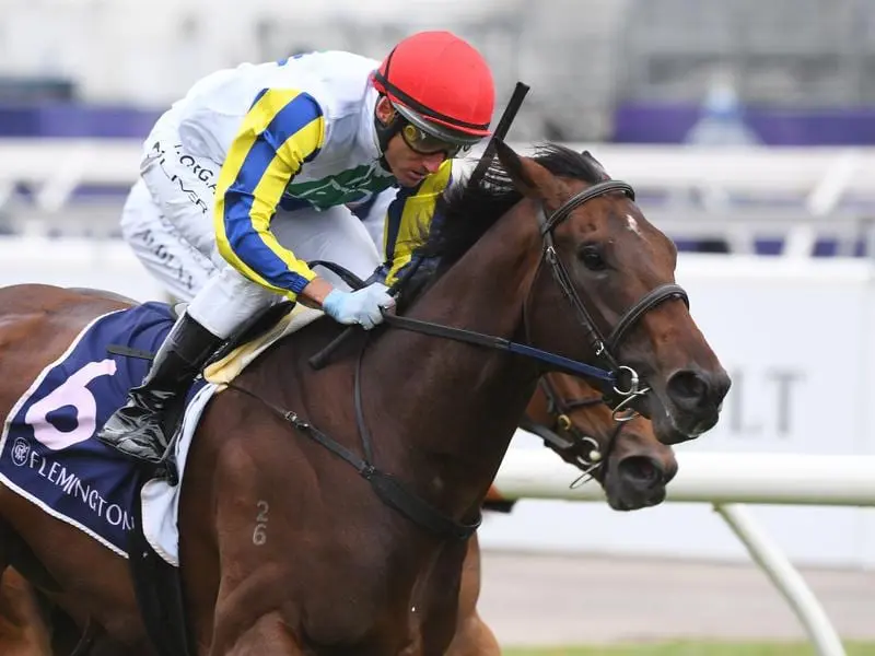 The Danny O'Brien-trained Banquo will kick off his Australian Guineas campaign at Flemington. banquo