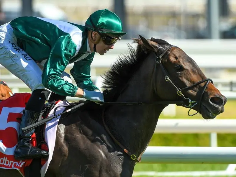 Christmas Stakes winner All Too Royal is likely to take his chance in the Listed Kensington Stakes. all too royal
