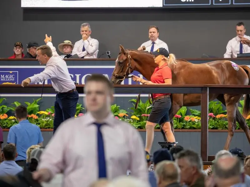 magic millions sale