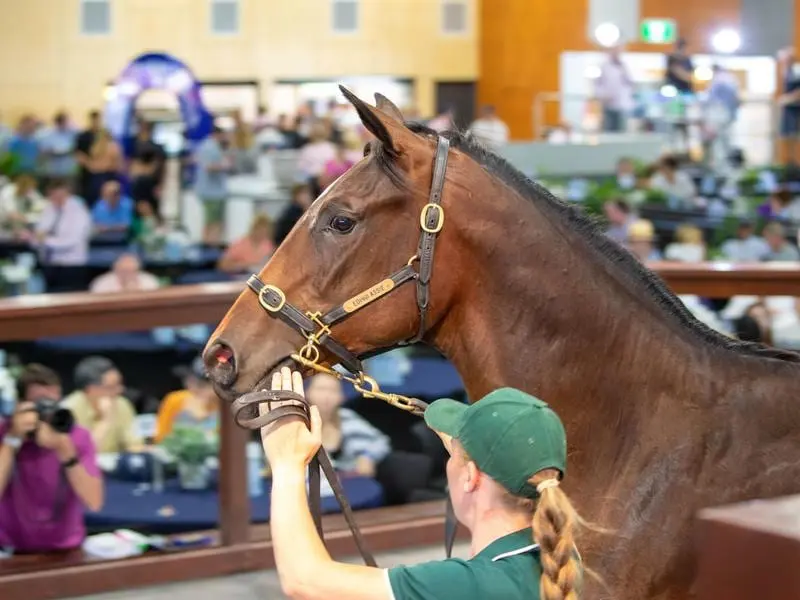 magic millions sale