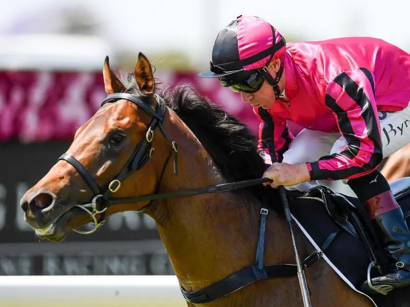 Trainer Chris Munce says Kavak is a better Magic Millions Classic chance than his odds suggest. kavak