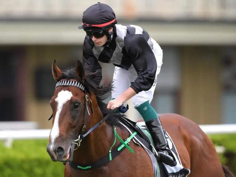 The Mark Newnham-trained Randwick winner Splintex has an autumn Group One sprint in his sights. Splintex after winning at Randwick.