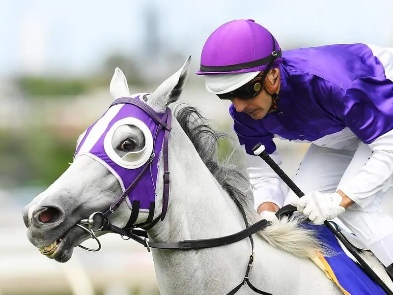 Beaten MM Trophy favourite The Candy Man will have a break before a Sydney autumn campaign. the candy man