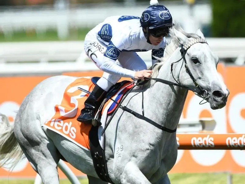 Greys Glamour wins the Mannerism Stakes at Caulfield.