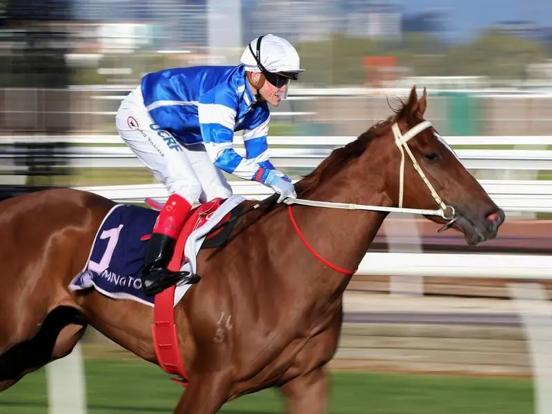 Adelaide sprinter Gytrash returns to Flemington for his toughest assignment in the Lightning. gytrash