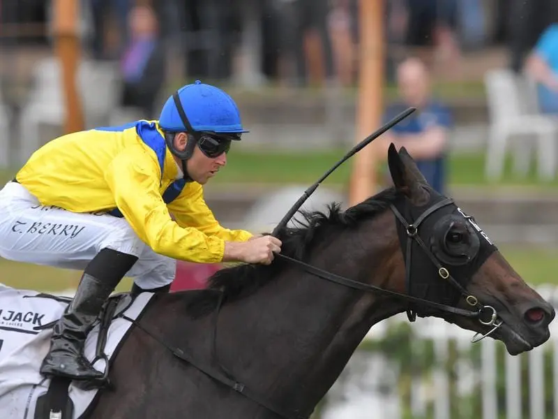 Slipper favourite Cellsabeel is expected to run in the $2m Inglis Millennium at Warwick Farm. cellsabeel