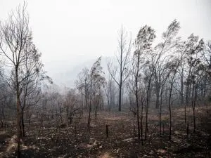 ATC Bushfire donations