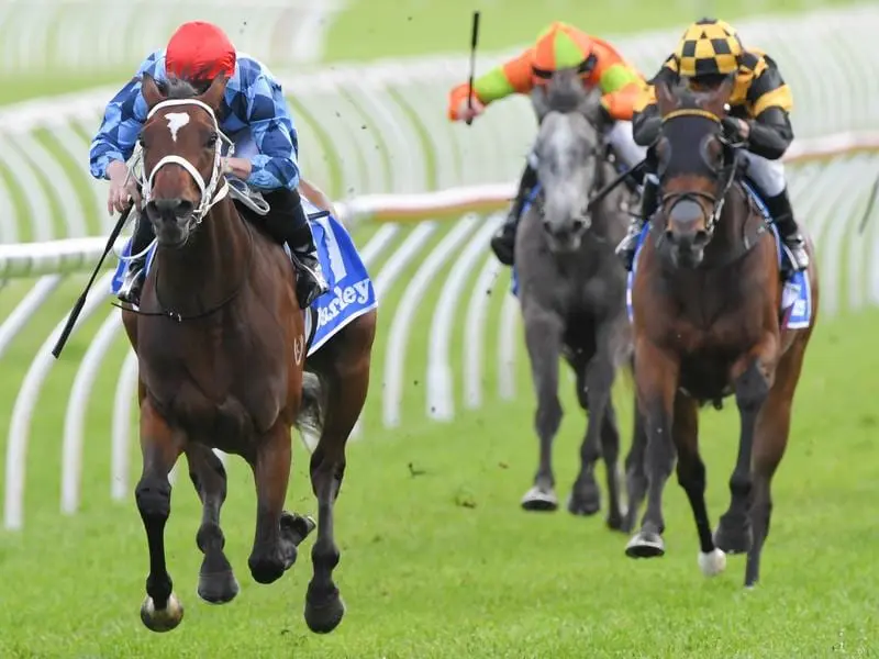 Funstar (left) and NZ filly Probabeel (right) are set for a rematch in the Phar Lap at Rosehill. funstar (left)