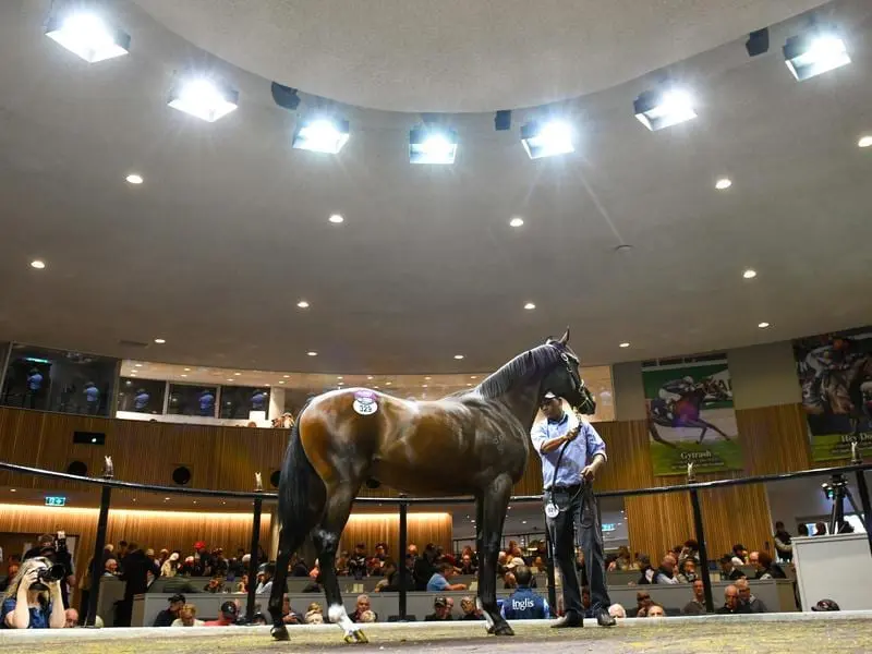 The multi-million dollar Australian Easter Yearling Sale will be held online under new restrictions. yearling sale