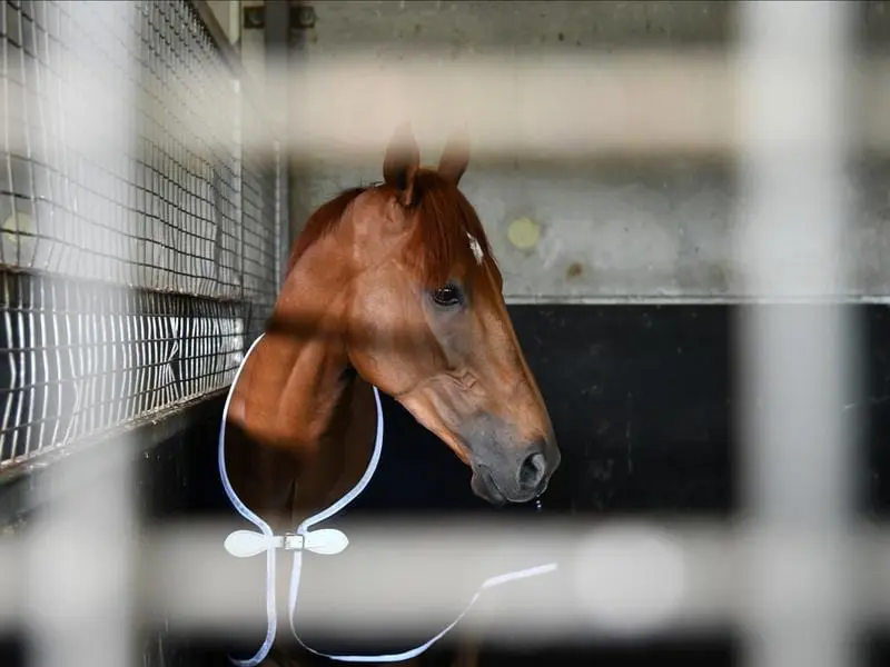 Melbourne Cup winner Vow And Declare has figured in an exhibition gallop at Bendigo. Melbourne Cup winner Vow And Declare.