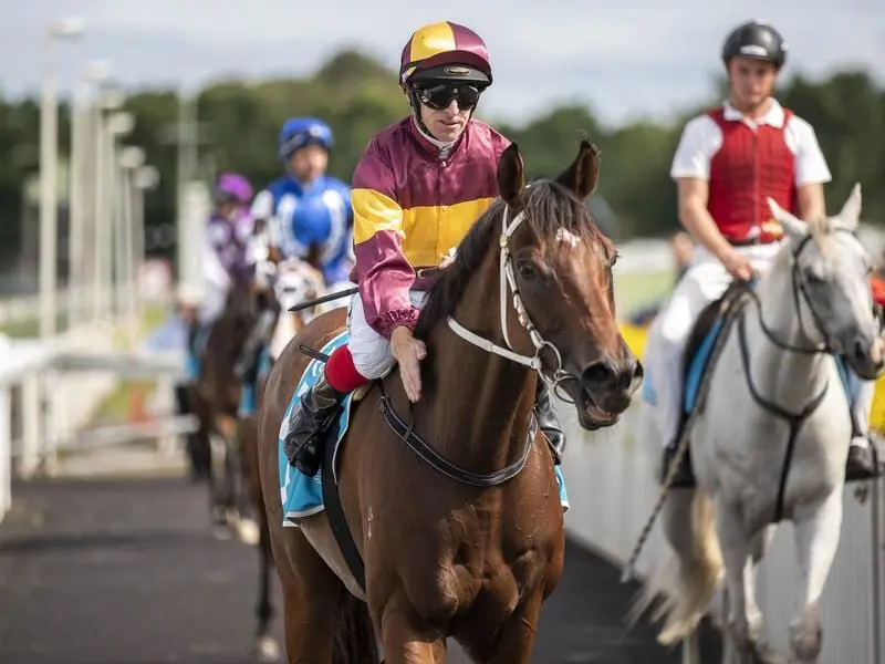 Magnufighter returns to scale after the Gold Coast Stakes.