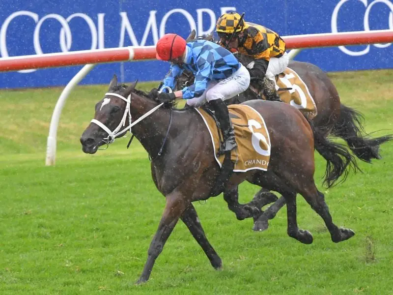 Funstar (blue) and Probabeel will have to be at their best over the 2000m of the Vinery at Rosehill. funstar (blue) and probabeel