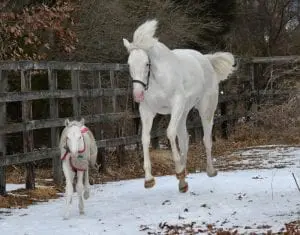 Casta Diva and Gold Ship filly 2020 Casta Diva