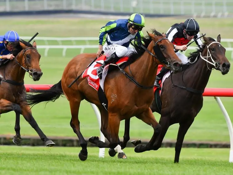 Trainer Michael Mehegan is confident Miss Inbetween (right) will perform well in The Showdown. miss inbetween (r)