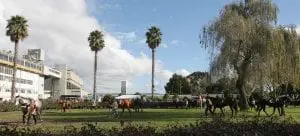Avondale-parade-ring-0902 Avondale racecourse