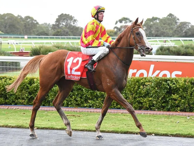 Three-year-old stayer Hezafox.