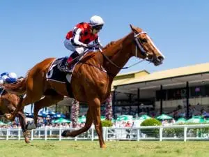 Fighting Teo heads to Sunshine Coast Fighting Teo