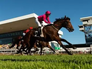 Listed Scone Cup attracts capacity field Archedemus