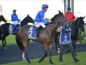 Trekking a big shortener in Stradbroke Handicap Trekking