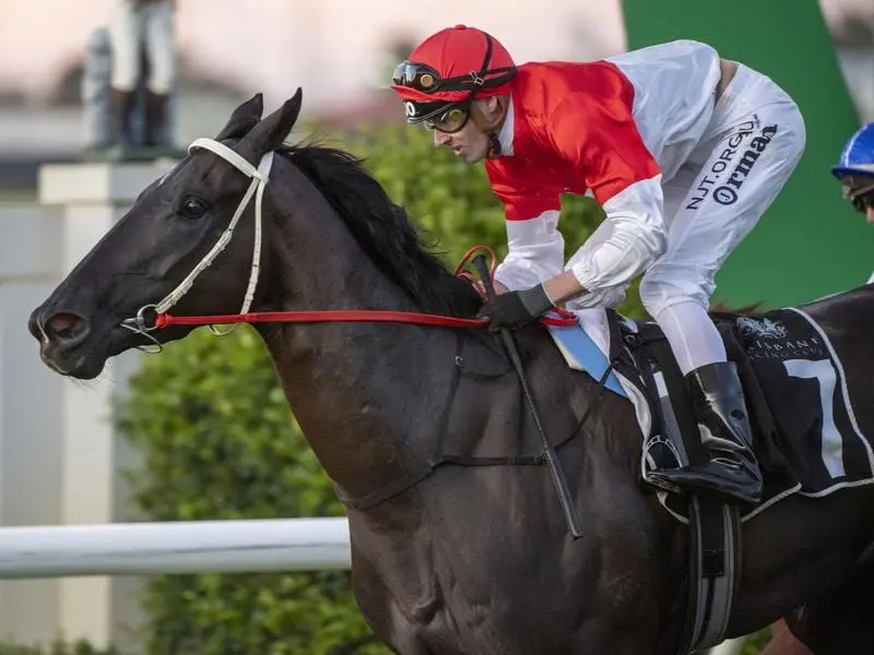 Up-and-coming Queensland three-year-old Command'n'conquer.