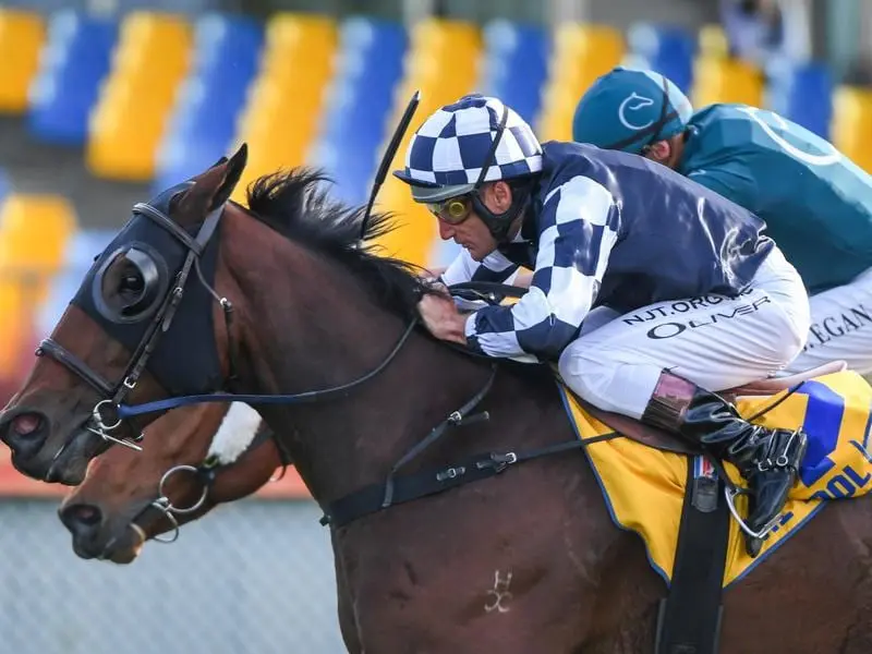 Order Of Command continues to build on his stakes record, winning the Listed Wangoom Handicap. Order Of Command wins the Wangoom Handicap at Warrnambool.