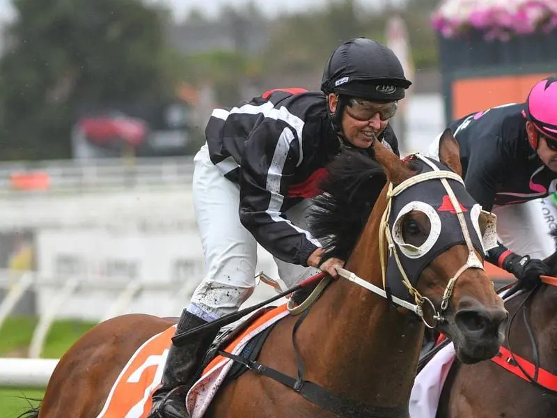 Jungle Edge will contest The Goodwood at Morphettville.