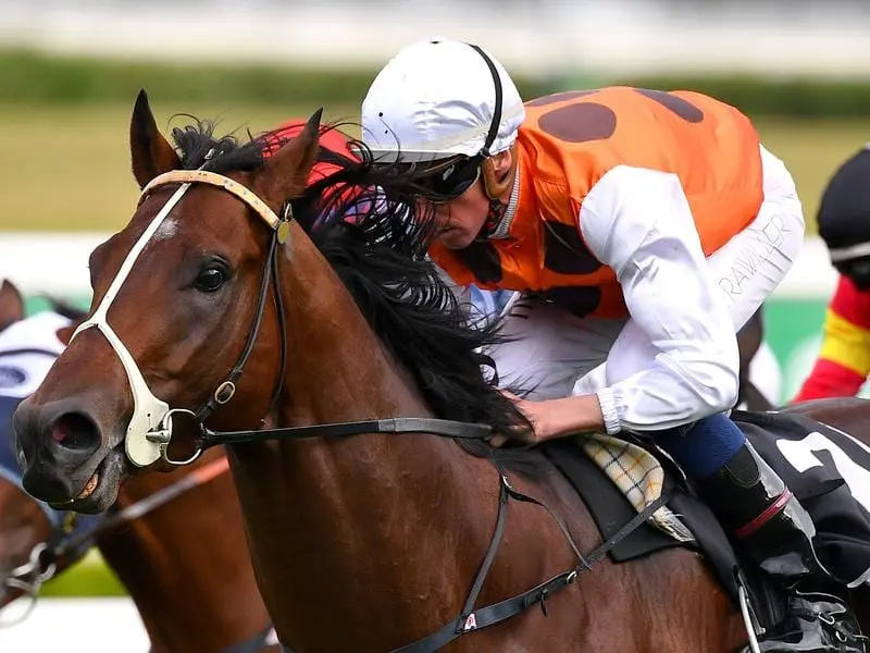 Three-year-old Bottega beats his older rivals at Randwick.