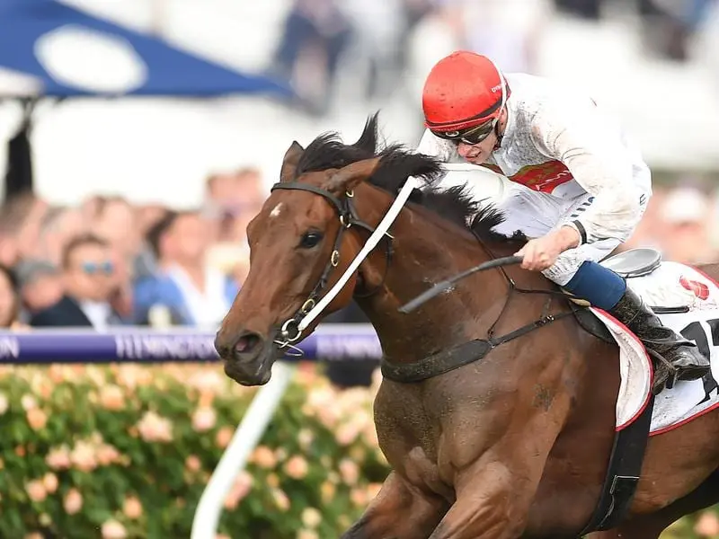 Melbourne-trained Teleplay will have to overcome a wide draw to win the Dark Jewel Classic. Teleplay will run in the Group Three Dark Jewel Classic at Rosehill.