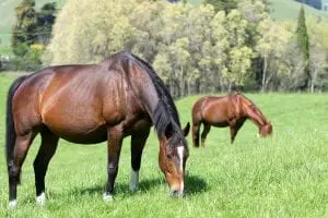 generic mares 6748s mare