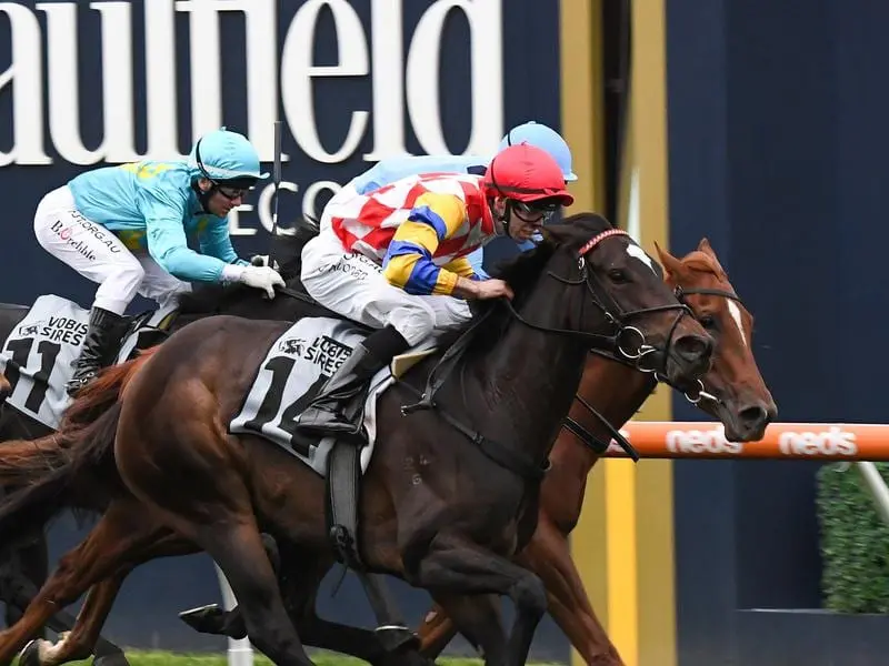 Florent will be one of the few Victorian-trained horses to race during the Queensland carnival. Victorian filly will contest The Roses at Eagle Farm.