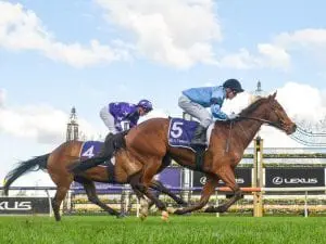 Import Lord Belvedere finds winning form Lord Belvedere