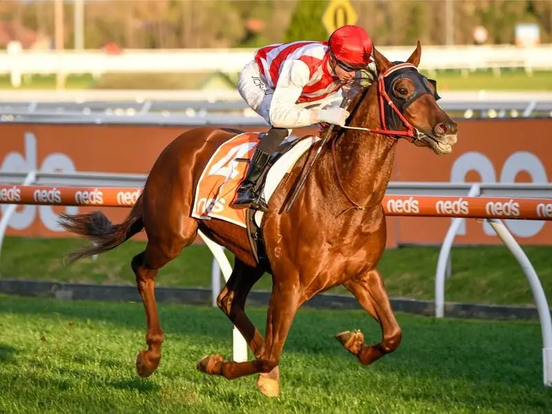 Hi Stranger targets stakes victory at Flemington