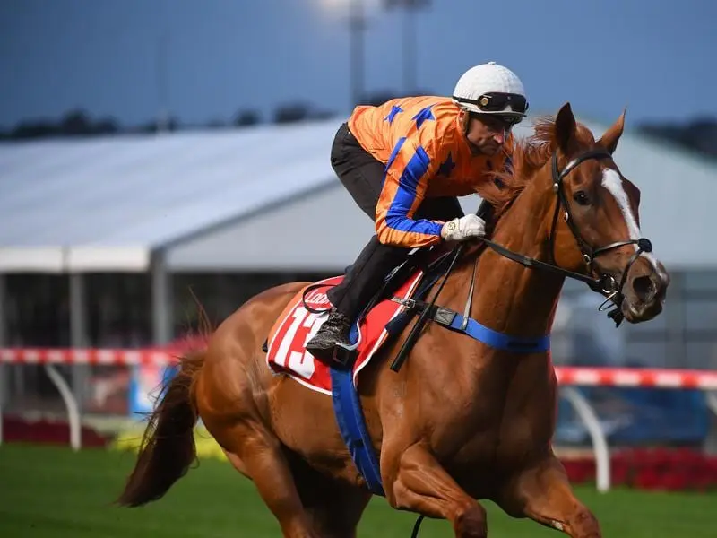 Two-time Group Two winner Te Akau Shark.