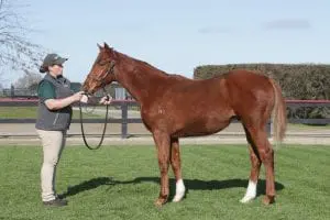 Proisir x Pennacchio colt