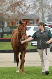 Lot 19 Pennacchio 2933 Proisir x Pennacchio colt