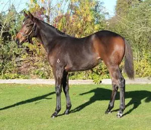 Proisir x Joan’s Girl colt