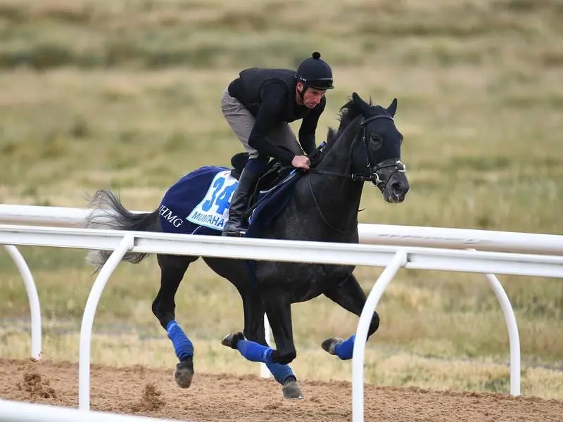 Import Muntahaa will return to racing at Flemington.