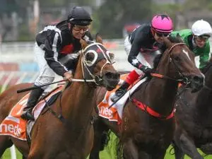 Jungle Edge out to atone in Monash Stakes Jungle Edge