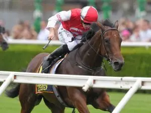 Southern Lad on target for Ramornie Handicap Southern Lad