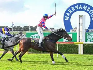 Gobstopper ridden by Darryl Horner Jnr wins the Kevin Lafferty Hurdle at Warrnambool Alice Laidlaw-Racing Photos Gobstopper - Warrnambool