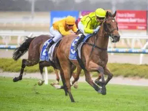 Sirius Suspect Is A Serious Sprinter Sirius Suspect