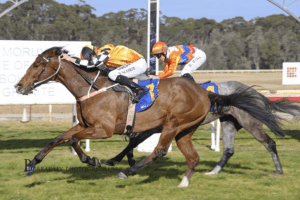 Hay Bale has the class to win the Moruya Cup