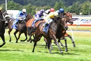 Force Of Will primed for Vinery Force Of Will