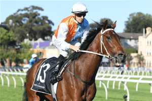 Payne confident Montefilia can break drought in Tancred Stakes Montefilia