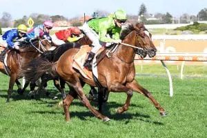 Our Playboy Our Playboy at Caulfield