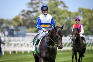 Jigsaw Jigsaw after winning at Geelong