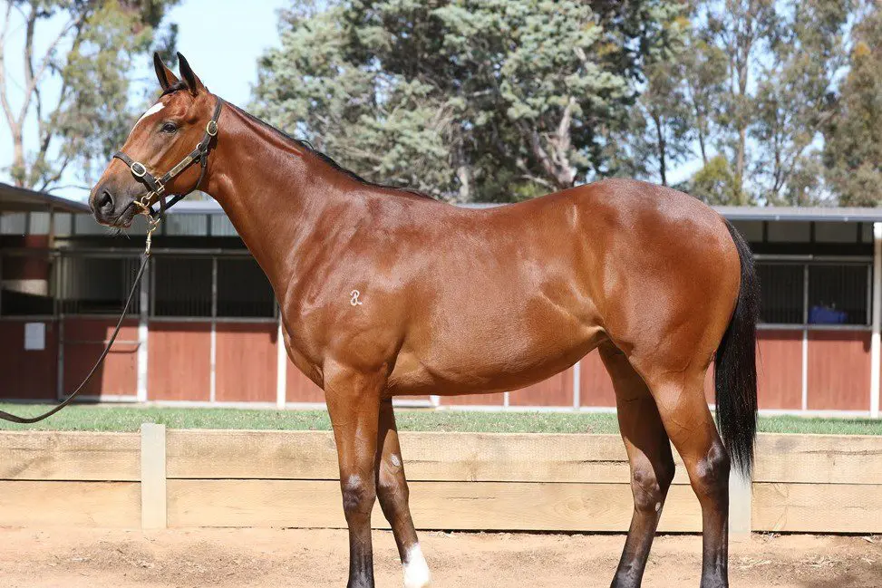 Honey Pot Yearling 